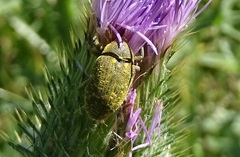 Larinus sturnus