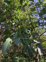 Machilus thunbergii