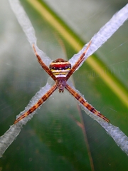 Argiope versicolor