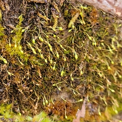 Blindiadelphus recurvatus