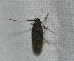 Gelechiidae