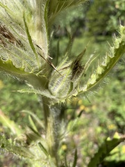Cirsium hookerianum