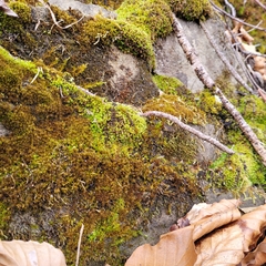 Blindiadelphus recurvatus