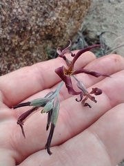 Lyrocarpa coulteri