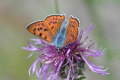 Lycaena alciphron