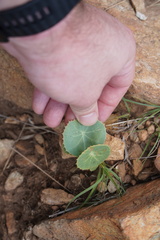 Senecio oxyriifolius