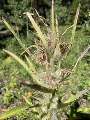 Cirsium hookerianum