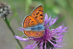 Lycaena alciphron