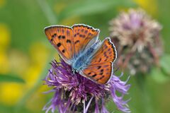Lycaena alciphron