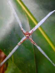 Argiope versicolor
