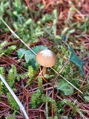 Strobilurus esculentus