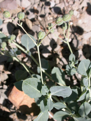 Corbichonia decumbens