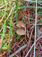 Strobilurus esculentus