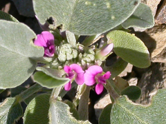 Indigastrum argyroides