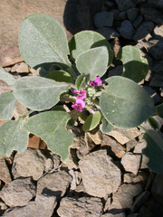 Indigastrum argyroides