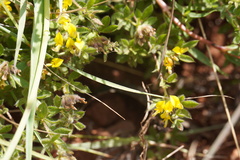 Leobordea