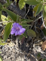 Ruellia californica