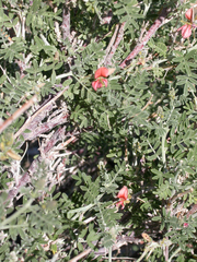 Indigofera pechuelii