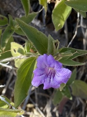 Ruellia californica
