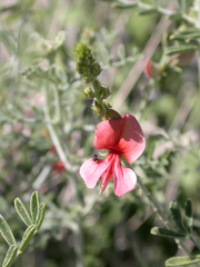 Indigofera pechuelii