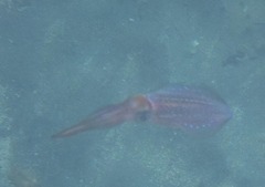 Sepioteuthis sepioidea