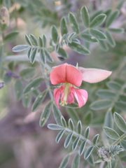 Indigofera pechuelii