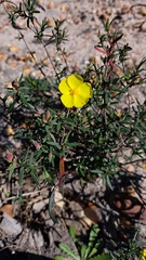Cistus calycinus