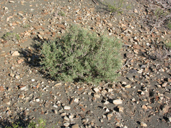 Indigofera pechuelii