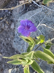 Ruellia californica