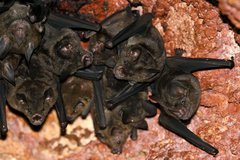 Phyllostomus elongatus