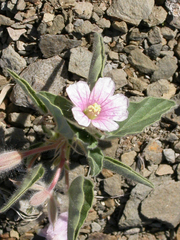 Monsonia senegalensis