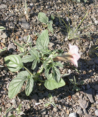 Sesamum triphyllum