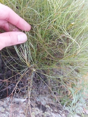 Sonchus leptocephalus