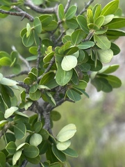 Erythroxylum delagoense