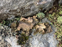 Umbilicaria spodochroa