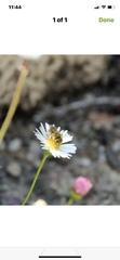 Seladonia
