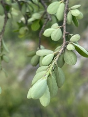 Erythroxylum delagoense