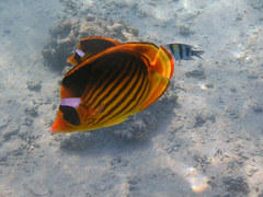 Chaetodon fasciatus