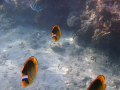 Chaetodon fasciatus