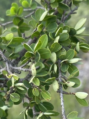 Erythroxylum delagoense