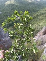 Erythroxylum delagoense