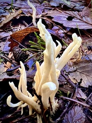 Clavaria fragilis