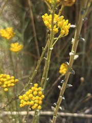 Helichrysum cymosum