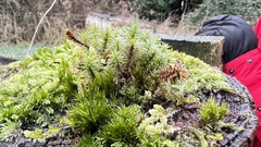 Polytrichum formosum