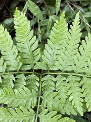 Pteris wallichiana