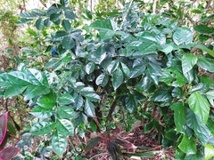 Murraya omphalocarpa