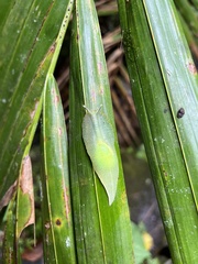 Gaeotis nigrolineata