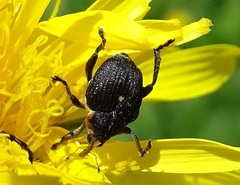 Mononychus punctumalbum