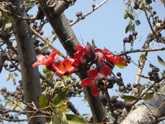 Bombax ceiba