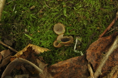 Humaria hemisphaerica